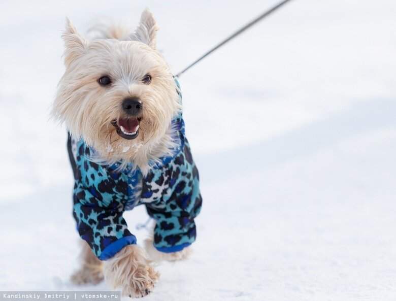    Фото: Дмитрий Кандинский / vtomske.ru