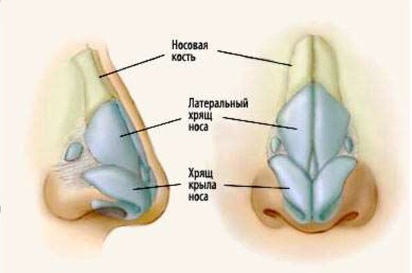 Анатомия наружного носа