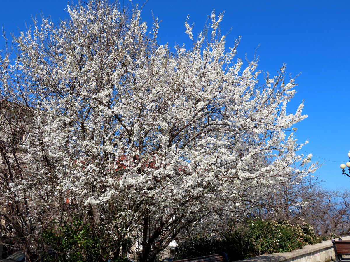 Цветущая алыча.