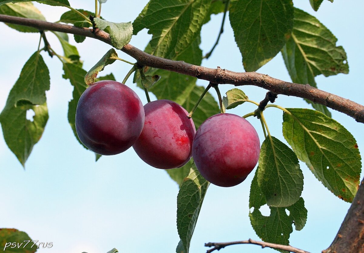 Слива Скороплодная. Слива Империал. Дерево слива Prunus domestica. Слива Скороплодная высота.