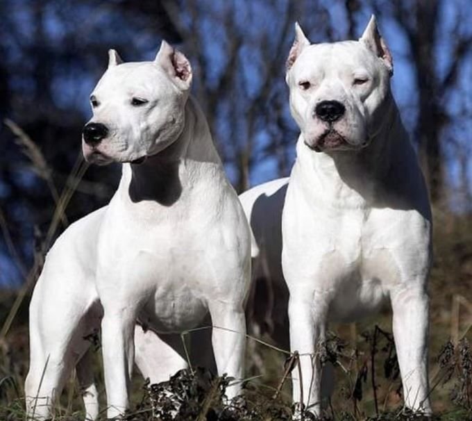      Красавцы-Аргентинские доги