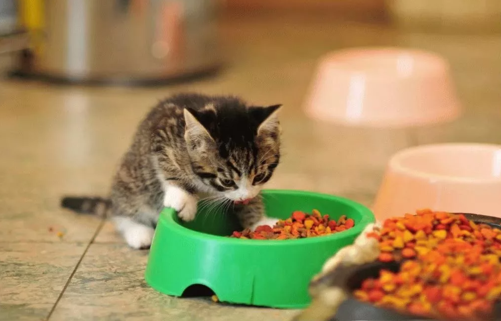 Маленький котенок есть. Котенок кушает. Еда для котят. Питание котов. Еда для маленьких котят.