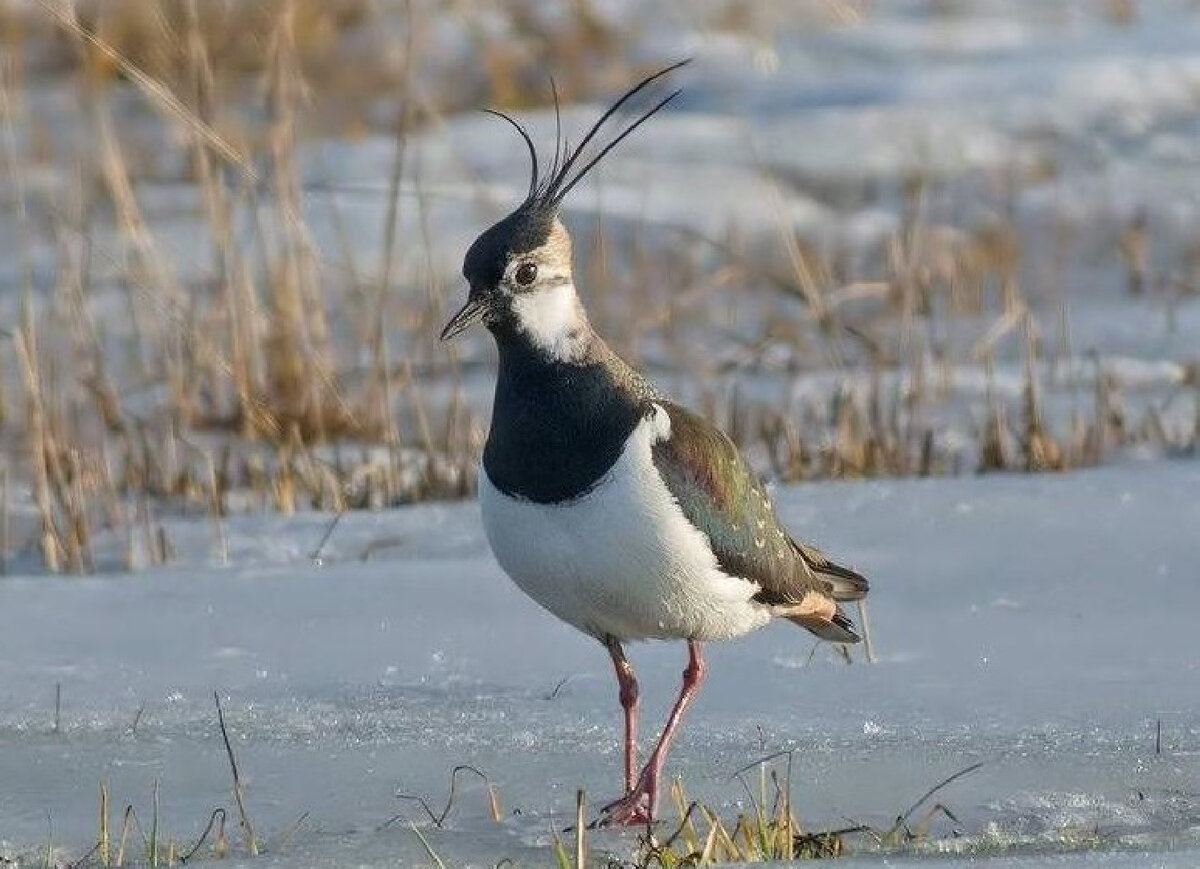   Фото: Комлесхоз МО