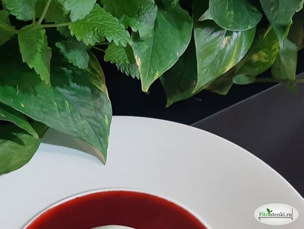 Мелисса в фитостене в ресторане "Kristoff"