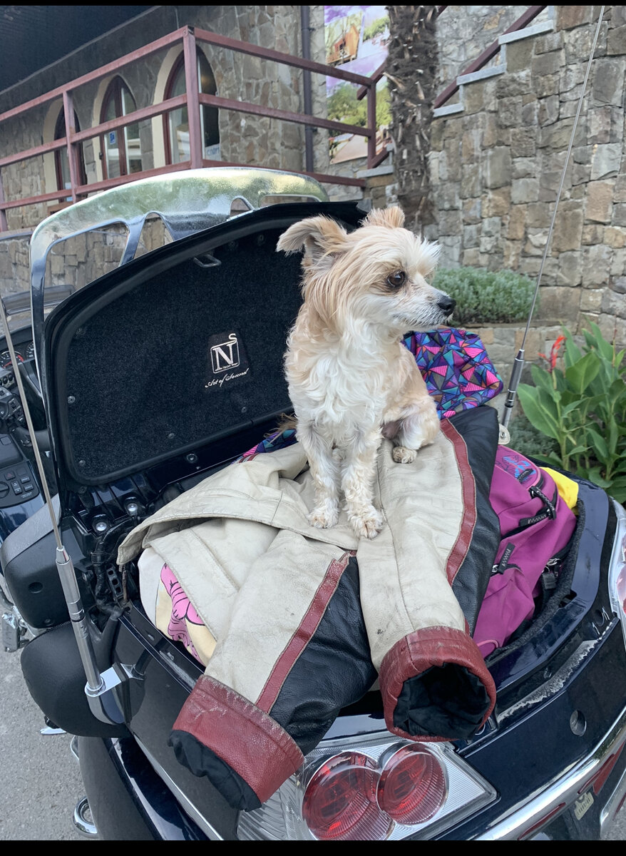 Фенька в багажнике мотоцикла, ждет заселения