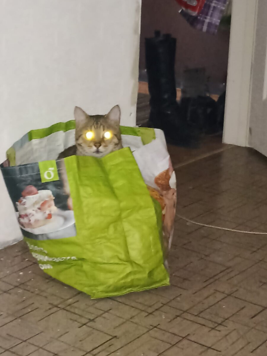 Как наш кот Мартин. 