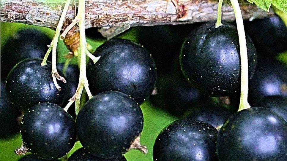 Смородина Ядреная