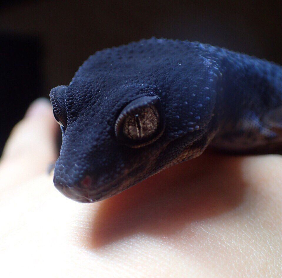 Загадочная мордочка (Яндекс картинки)