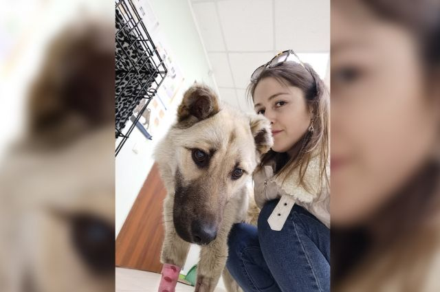 Поначалу пес отказывался есть, и сжимался при каждом резком движении. Благотворительный фонд «Собака счастья»