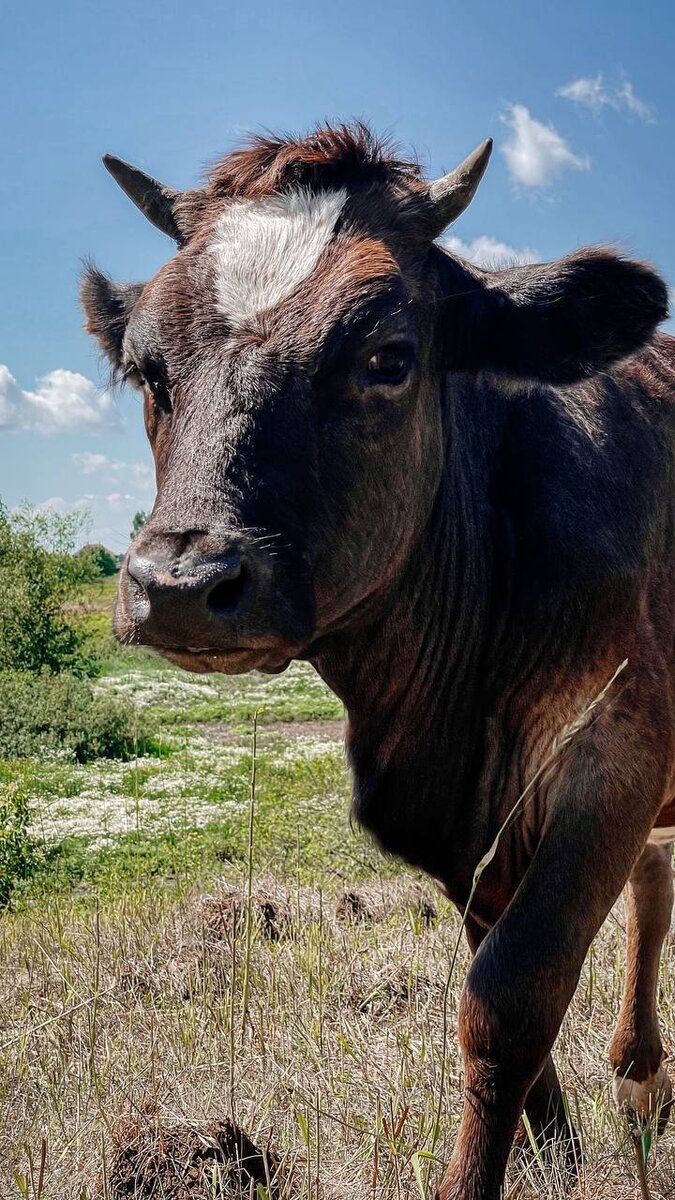 Интересные факты о коровах🐄 | Милый фермер | Дзен