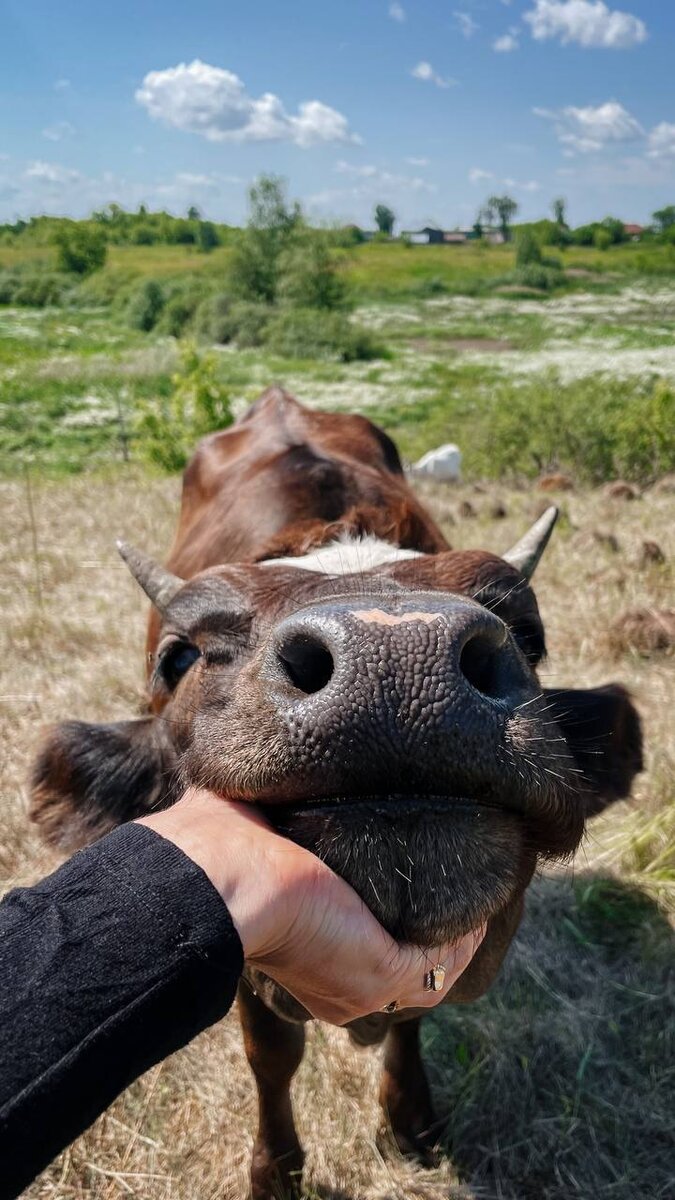 Связь эмоций и плакания: механизмы, определяющие поведение коров
