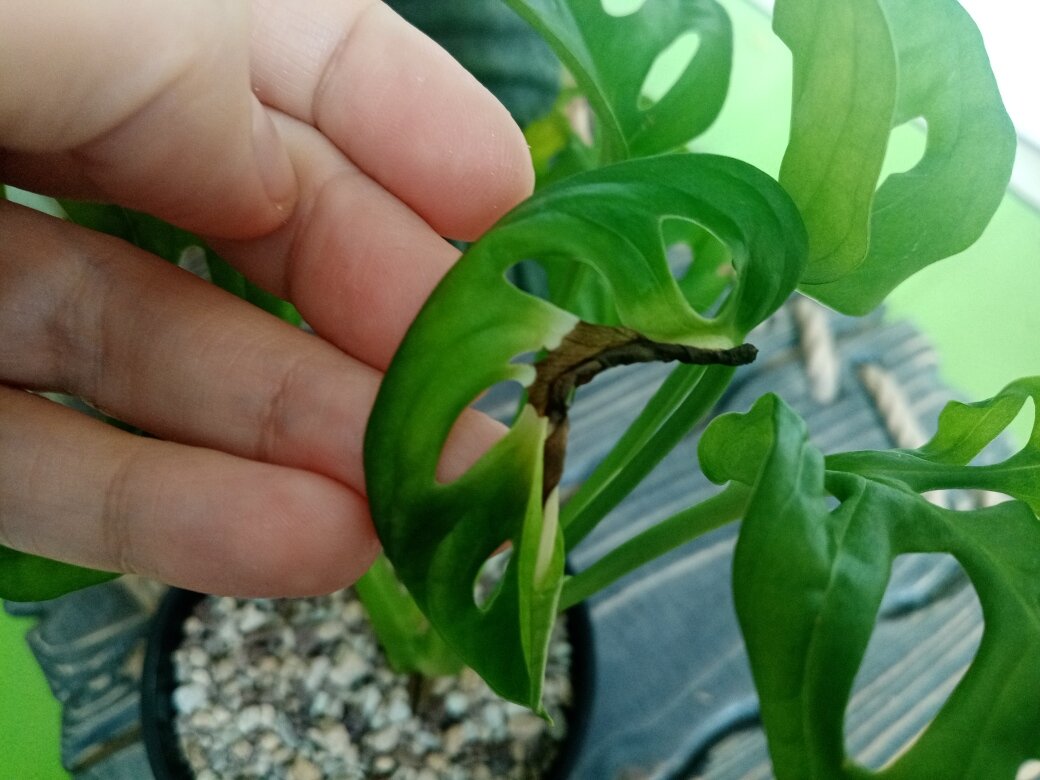 Верхушке плохо. Фото автора