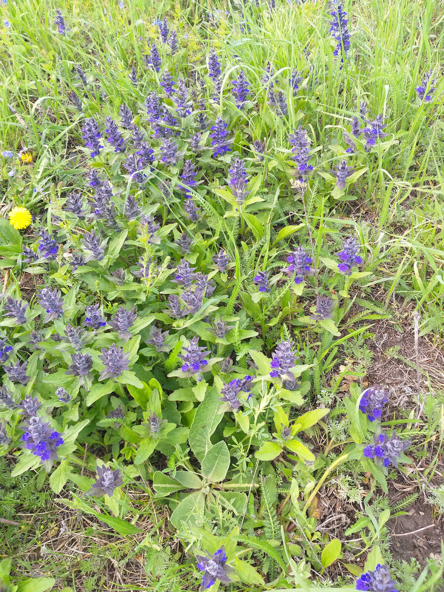 я и название этих луговых цветов не знаю