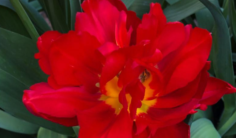 Фото Ashridge Trees Limited