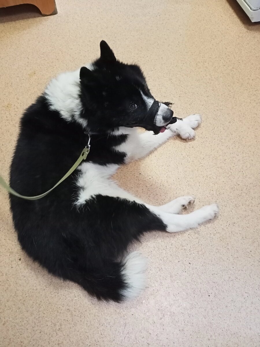 Мне опять не прислали новые фото, а пост срочный. Публикую со старыми, надежда лишь на подписчиков. Дзен не будет поднимать блог в просмотрах.