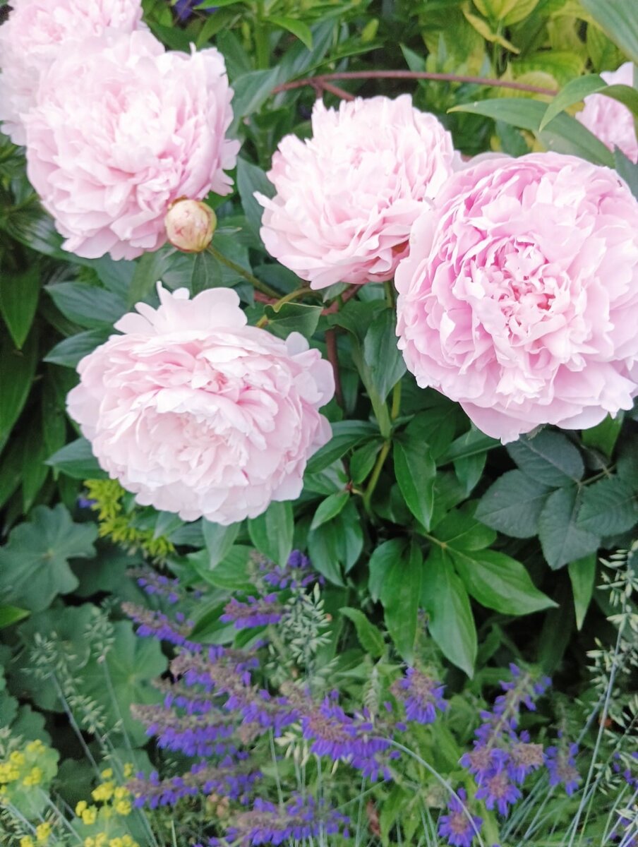 фото из сада моей подруги. Пионы