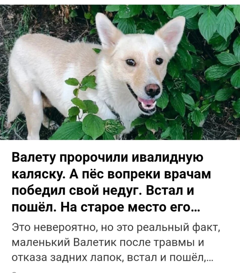 Статья в дзене про Валетика