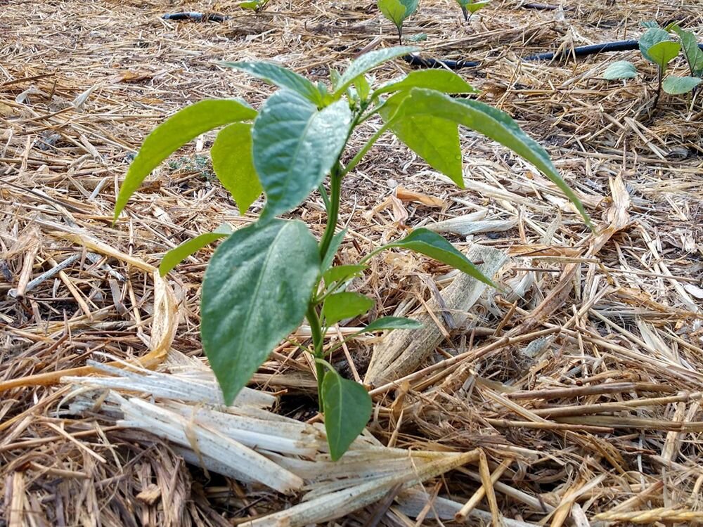 Фото: finegardening.com