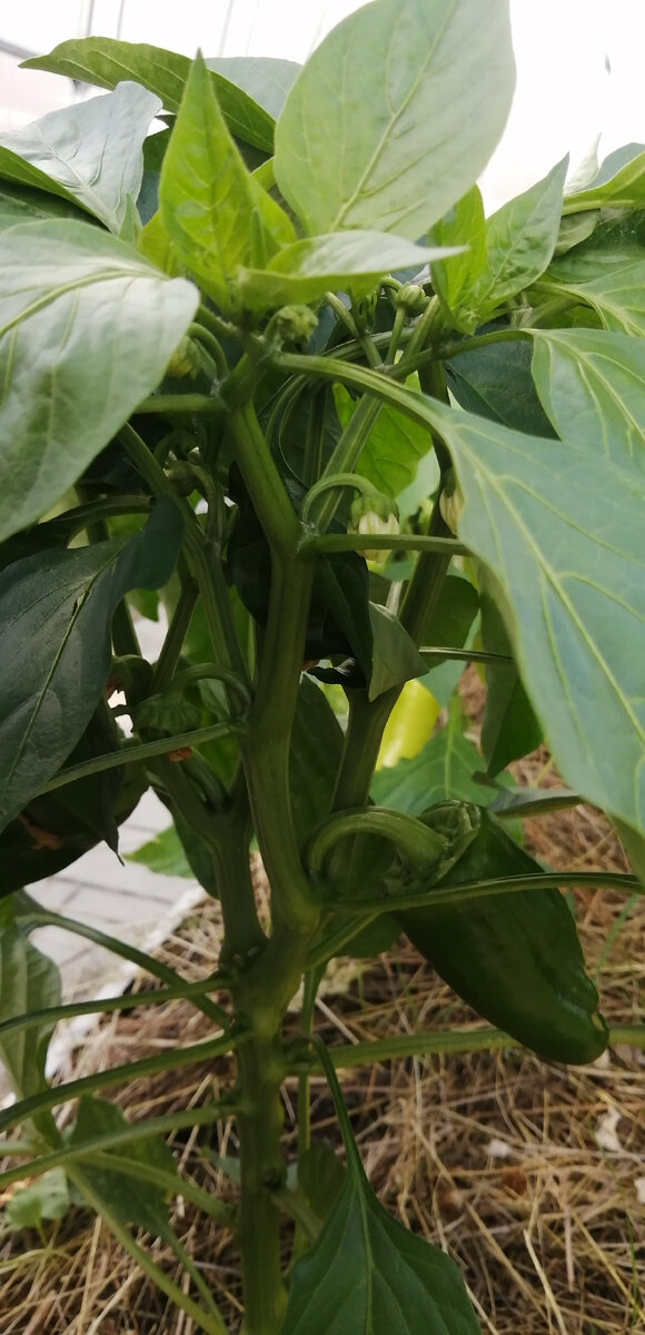 Перец Клаудио F1