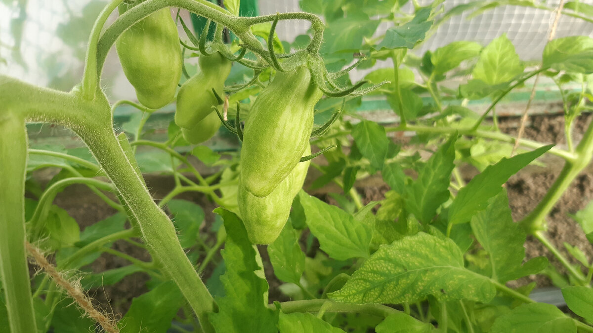 Мои томаты 10.06.2023 год