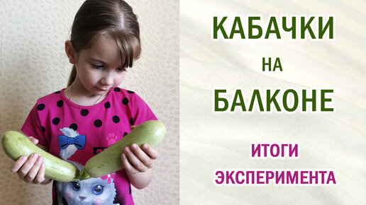 Кабачки на балконе. Урожай. Выводы. #овощи #кабачки #урожай #кабачкинабалконе #семена #пересортица #выращивание