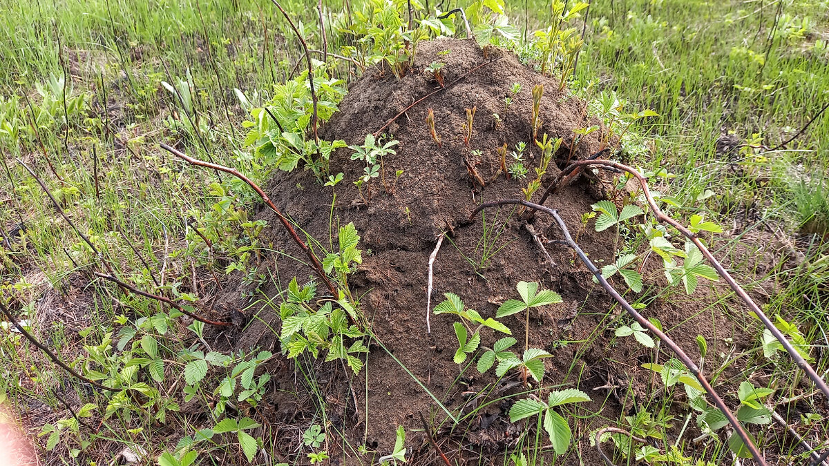 Муравейник на меже нашего участка. Фото автора