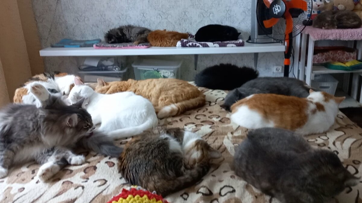 Мягкие игрушки кто то разбросал)))