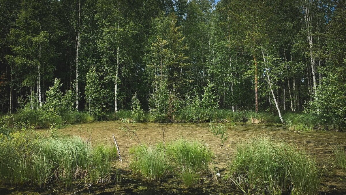     Жительница Приморья похвасталась своей добычей на «тихой охоте». Женщина рассказала, что набрала на лесной поляне достаточно много крупных грибов.