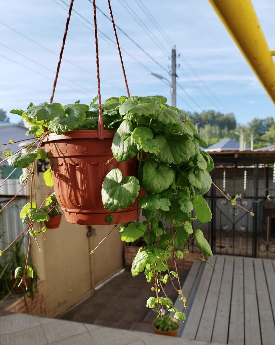 Это та самая будра, которая растет в тенистых и влажных уголках сада, просто здесь в кашпо за ней есть уход, возможно питательный грунт или подкормки, ну разве не красота?!