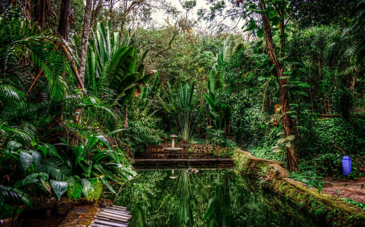 Бразилия амазонка тропики цветы. Фамилия солиста виртуальных братанов. «дом в джунглях» сидней. Фото пальмы в джунглях африки с названиями. Баньян тропики.