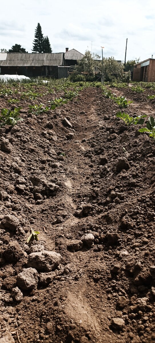 Картошечка