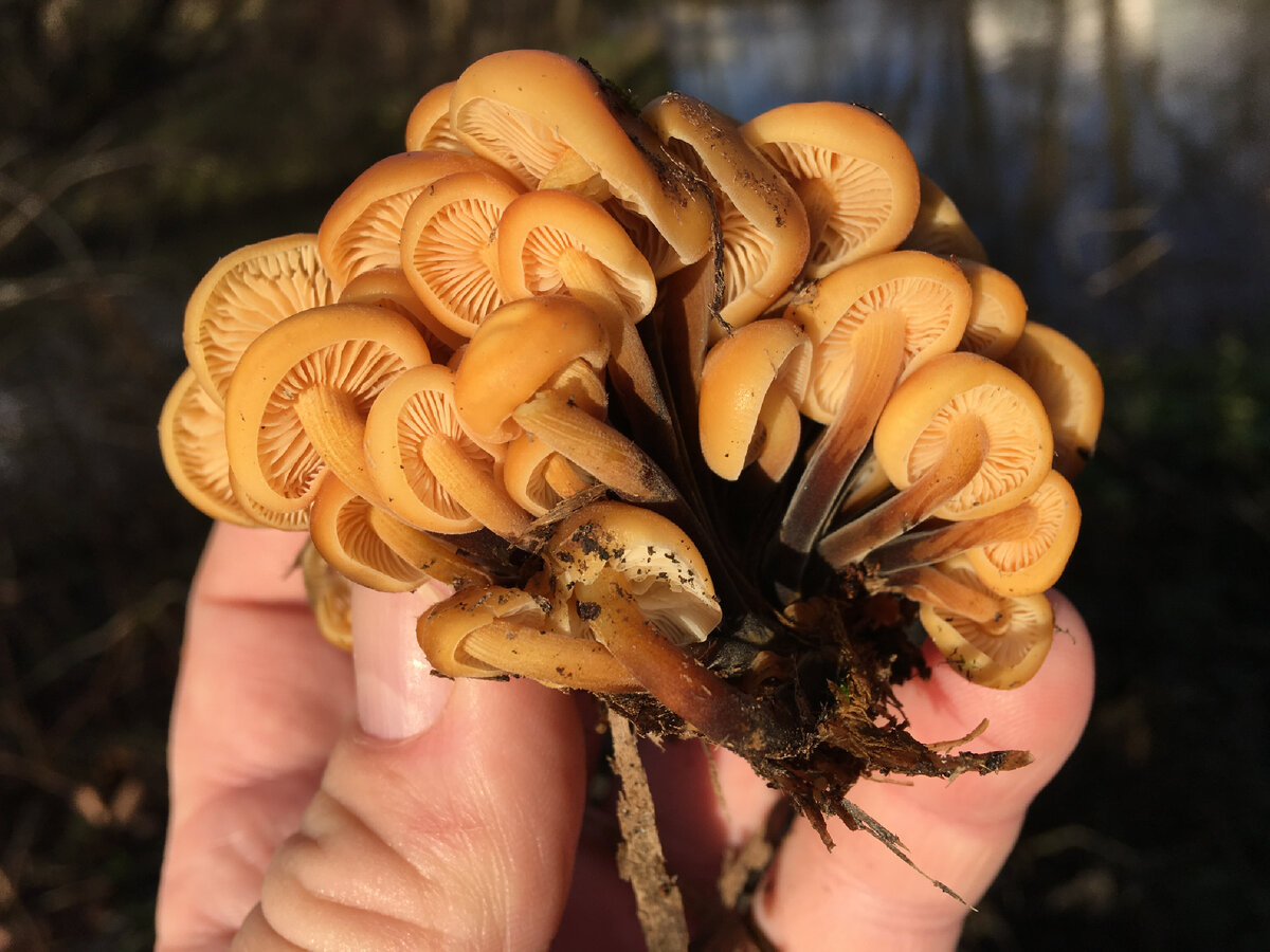 Фламмулина или зимний опенок, ноябрь 2021, Лосиный Остров