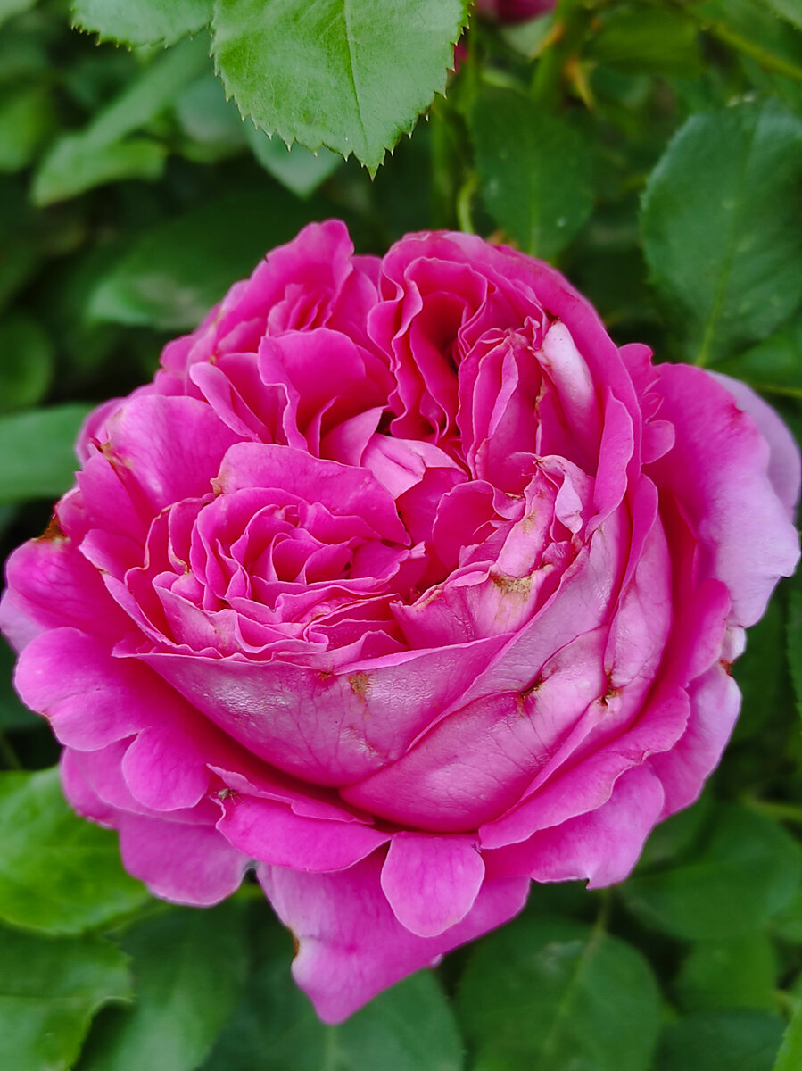 Все женщины любят цветы, но большинство из них предпочитает розы.🌹🌹🌹 |  Розарий🌹Ангелочек | Дзен