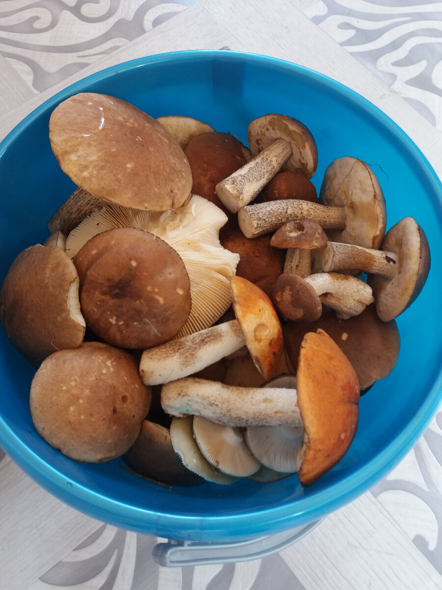 Первые грибы