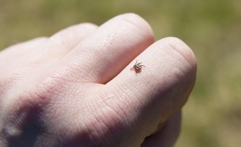    В Оренбуржье за неделю клещи покусали 131 человека Кристина Просвиркина