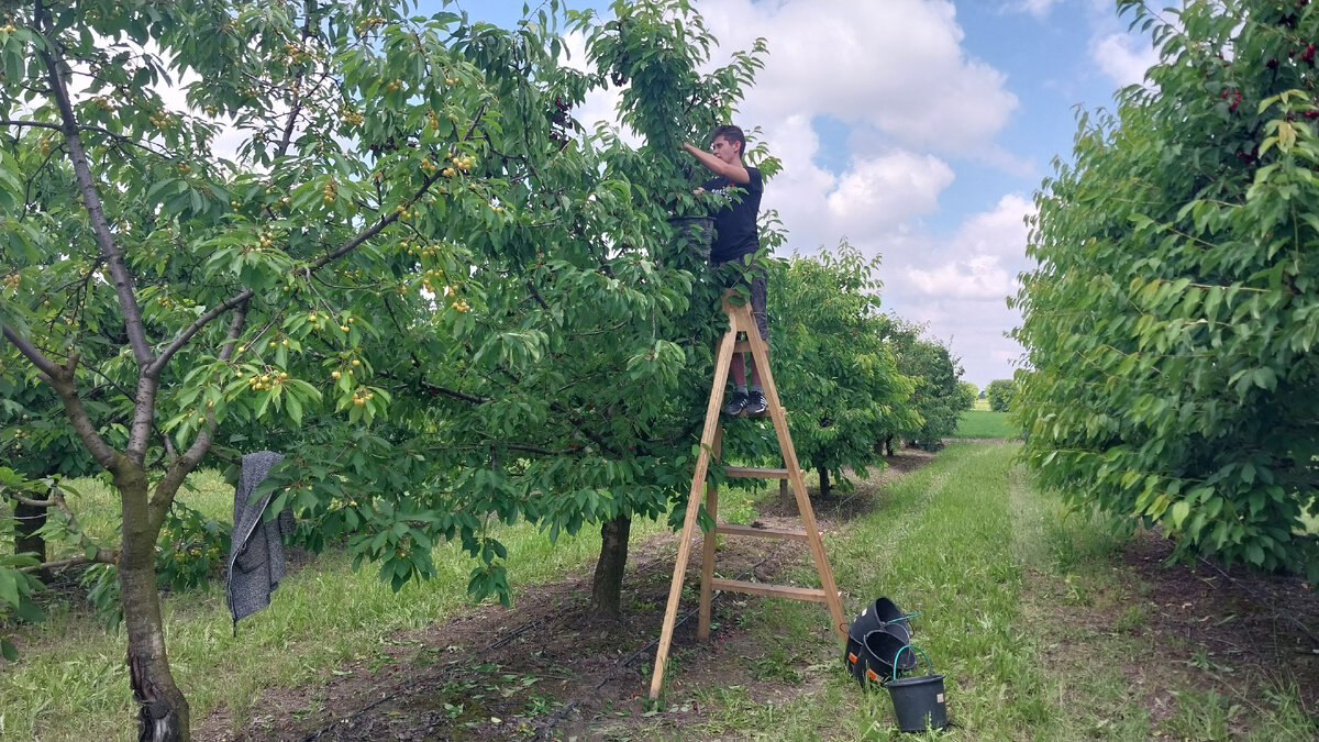 Для сбора черешни нужно иметь и навыки верхолазанья.