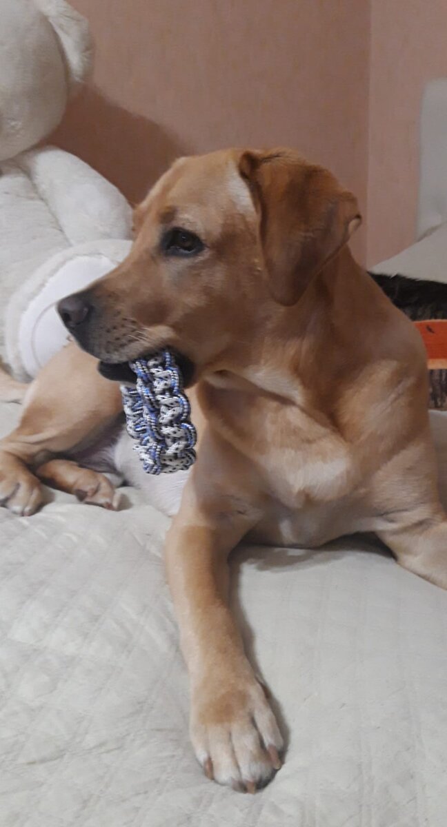 А это одна из наших победителей ) Дооолго игрушечка шла по почте )