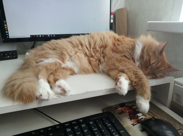 Мой помощник. Простите за ободранный стол.