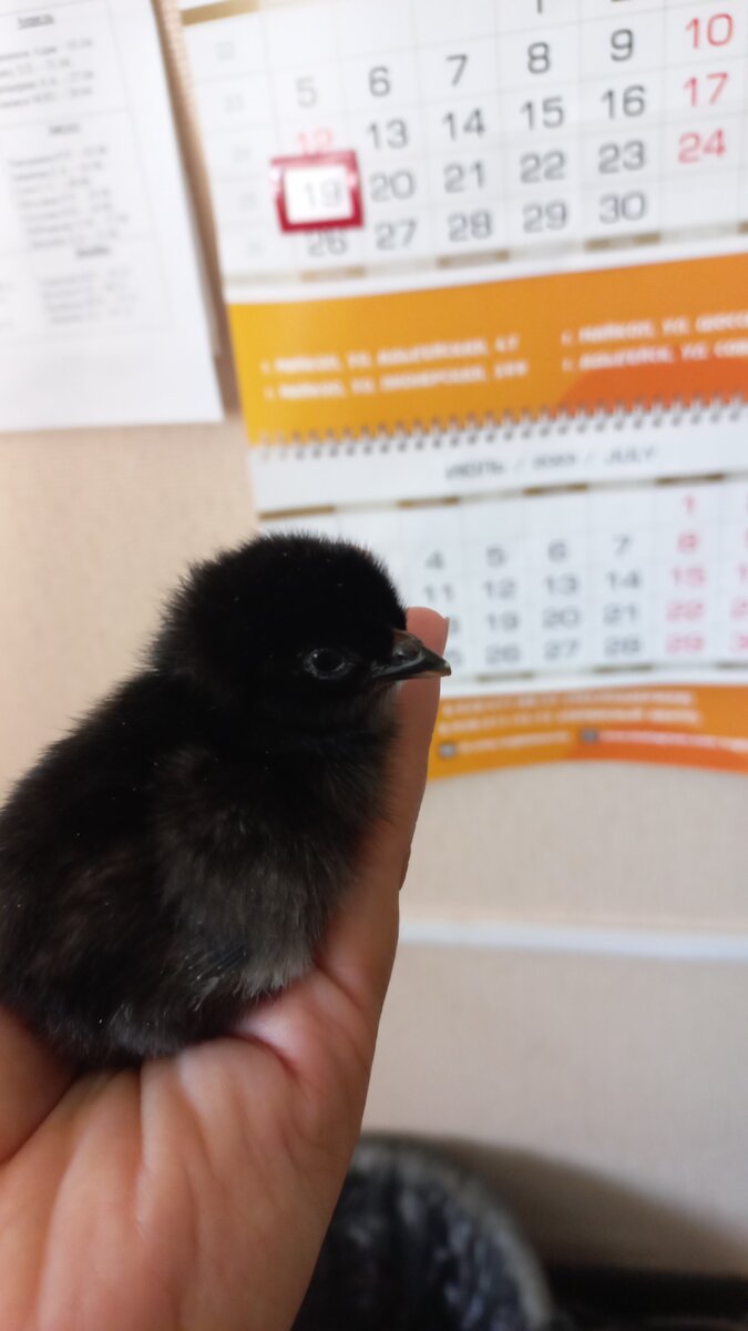 Это мой самый любимый цыпленок - черненький весь))