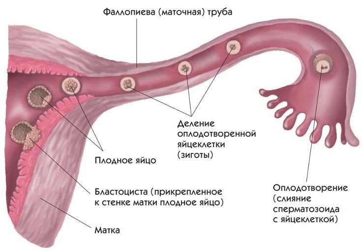 Схема движение яйцеклетки в матку