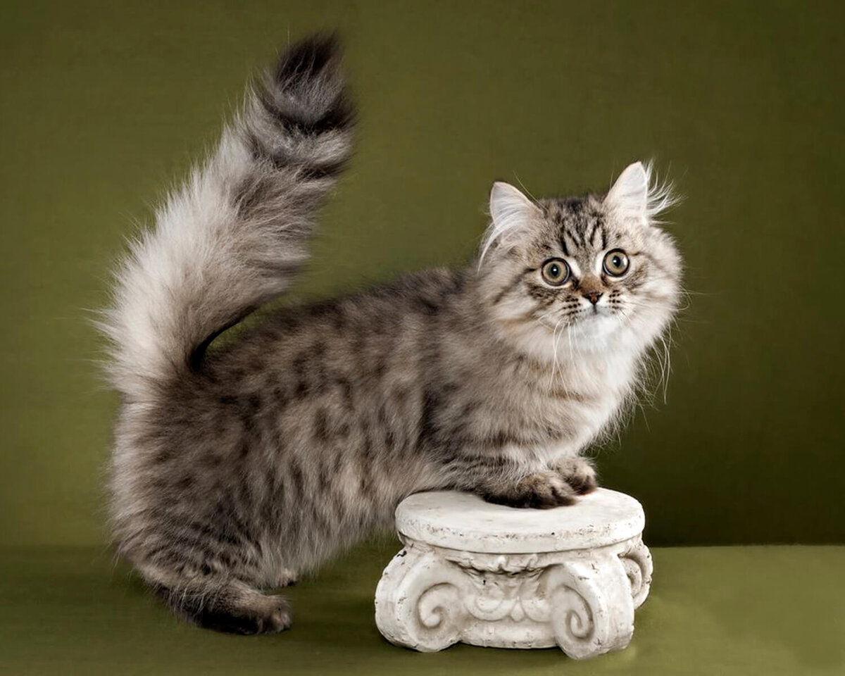 Манчкин это новая порода кошек, которая завоевывает популярность по всему миру.  Когда появилась порода Манчкины были выведены в США в 1980-х годах. Первый кот манчкин появился в штате Луизиана.