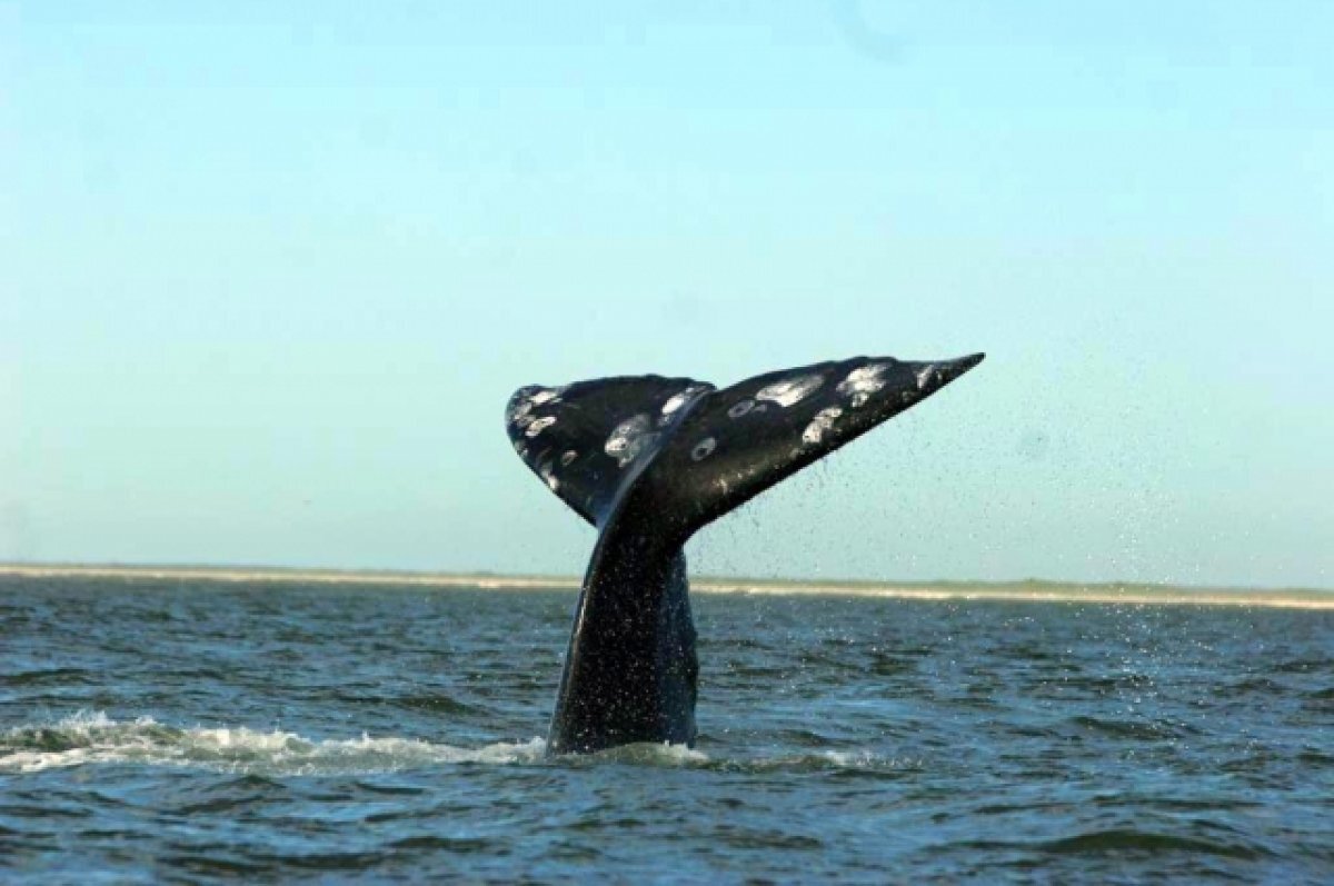    В Мурманской области туристы прокатились на ките