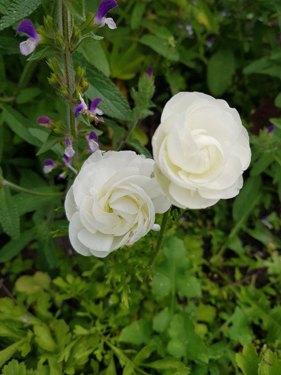 Ранункулюсы или просто лютики,  фото автора