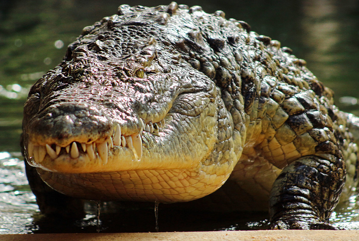 Крокодил живет в африке. Нильский крокодил. Африканский Нильский крокодил. Нильский Аллигатор. Африканский крокодил Аллигатор.