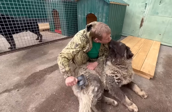 Из многострадального Донецкого зоопарка недавно привезли кавказскую овчарку. Собака была в плохом состоянии: крайне напугана военными событиями, шерсть свалялась, проблемы со здоровьем.-4