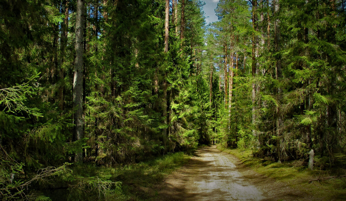 Фото автора. Территория особо охраняемой природной территории «Остров Хачин». Тверская область Осташковский район озеро Селигер