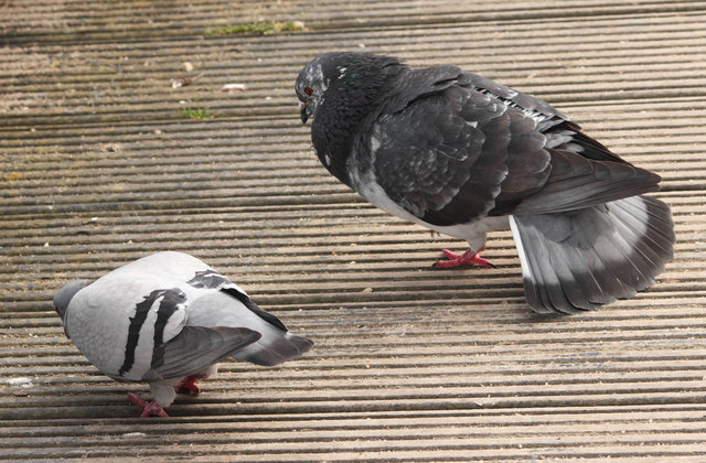 Картинка из сети интернет в свободном доступе, спасибо автору.