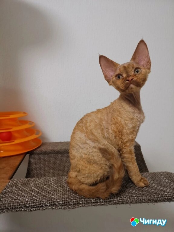 Котята девон-рекс в Санкт-Петербурге