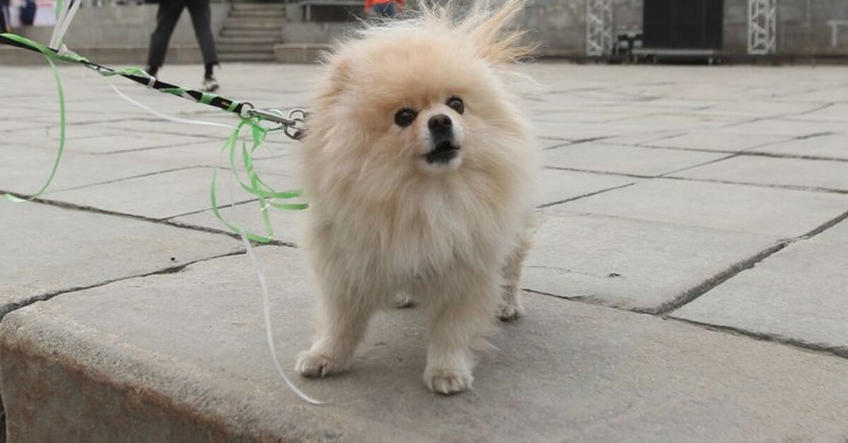 Несчастного шпица тянули по дороге за машиной.  Фото: Ольга Юшкова