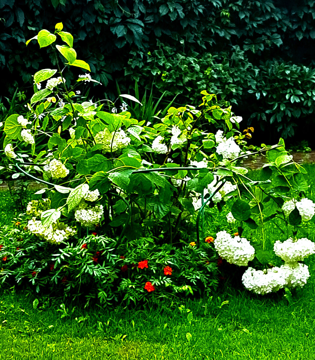 Моя гортензия устала от дождя. Фото автора канала